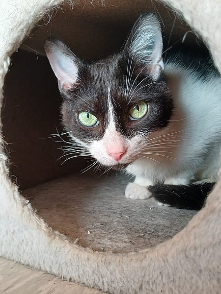 Mickey (Europäische Hauskatze)
