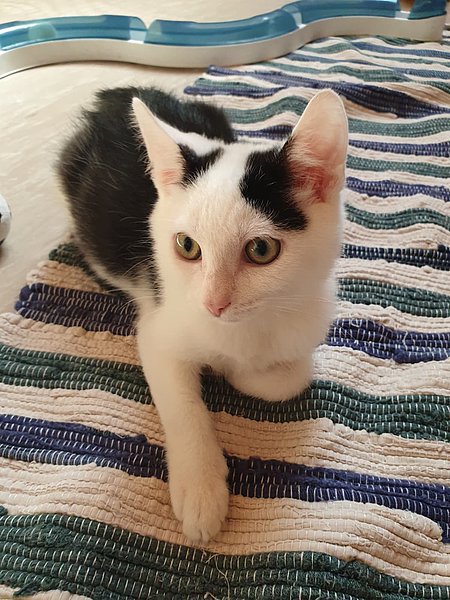 Finn (Europäische Hauskatze)