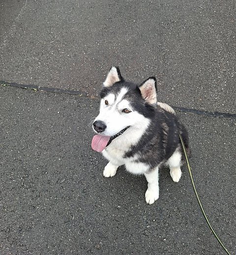 Skatt (Husky-Mix)