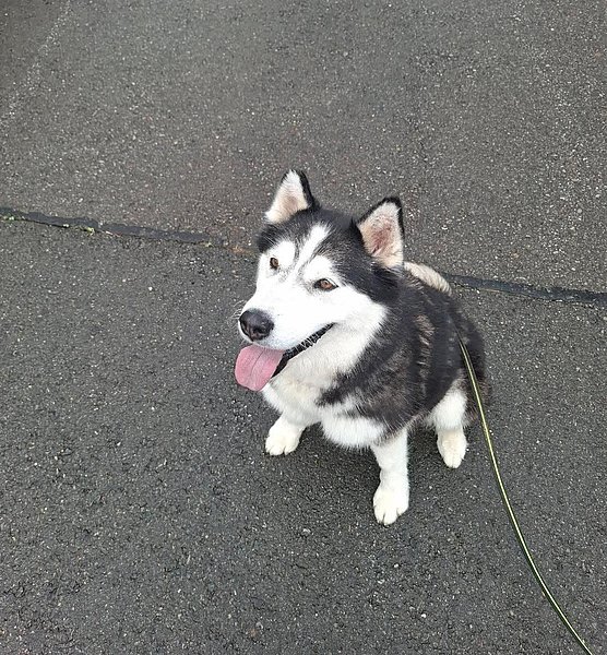 Skatt (Husky-Mix)