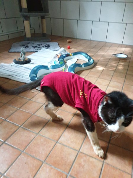 Fine (Europäische Hauskatze)
