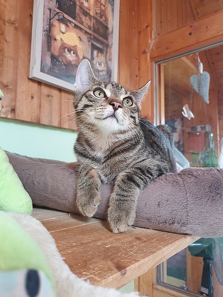 Leonardo (Europäisch Kurzhaar)