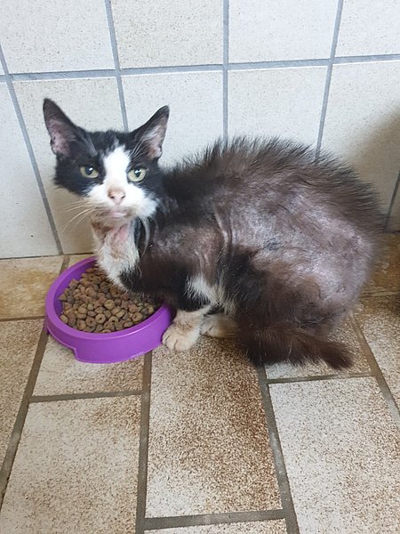 Fine (Europäische Hauskatze)