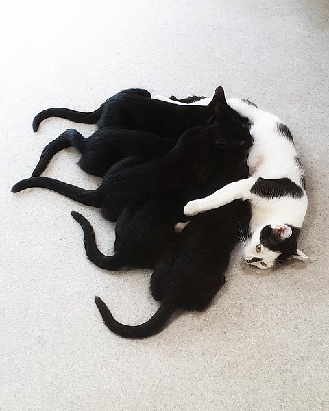 Kitti & ihre Kitten (Europäisch Kurzhaar)