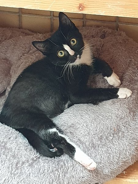 Marcy (Europäisch Kurzhaar)
