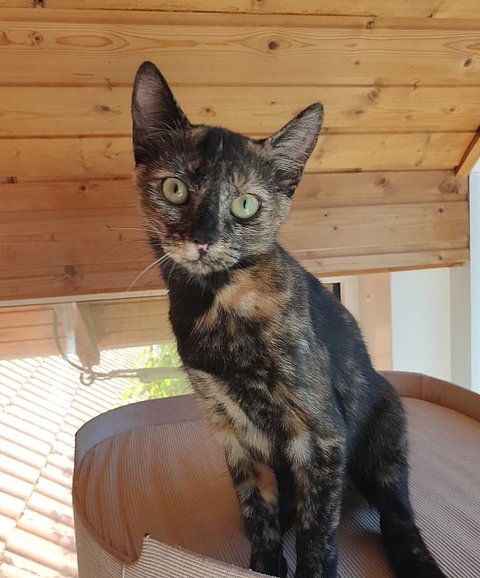 Tilda (Schildpatt)