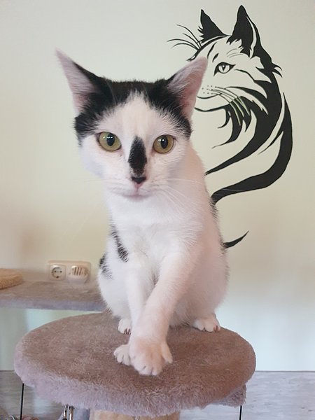 Kiki (Europäisch Kurzhaar)