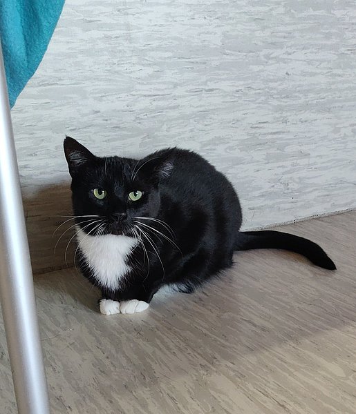 Yuma (Europäisch Kurzhaar)