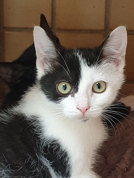 Phibi (Europäische Hauskatze)