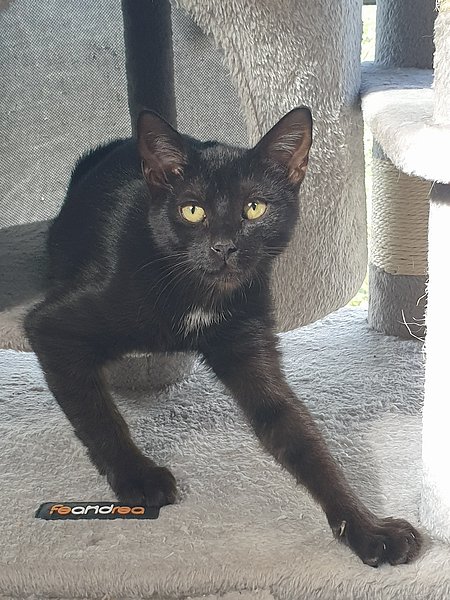 Lilith (Europäisch Kurzhaar)