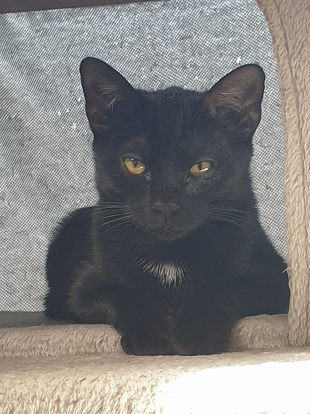 Zelda (Europäisch Kurzhaar)