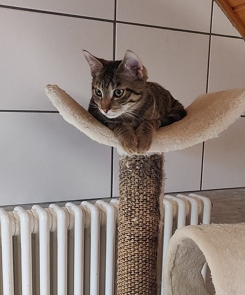 Leonardo (Europäisch Kurzhaar)