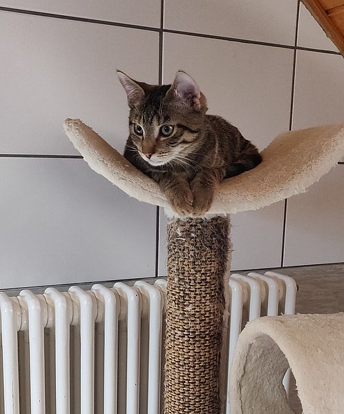 Leonardo (Europäisch Kurzhaar)