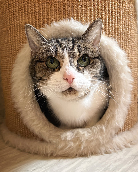 Bella (Europäisch Kurzhaar)