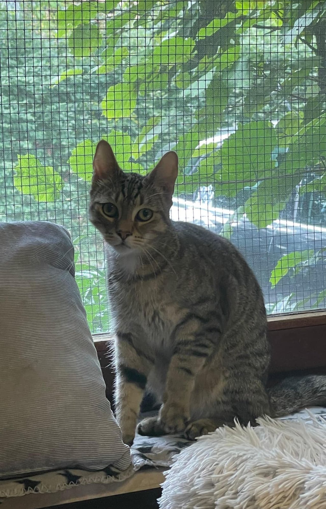 Simba – Tierheim Korbach
