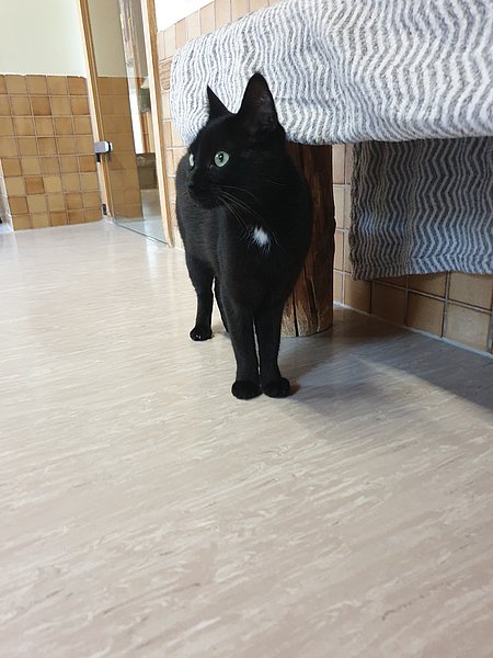 Emely (Europäisch Kurzhaar)