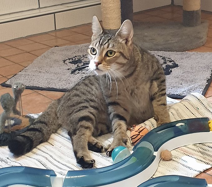 Simba (Europäische Hauskatze)